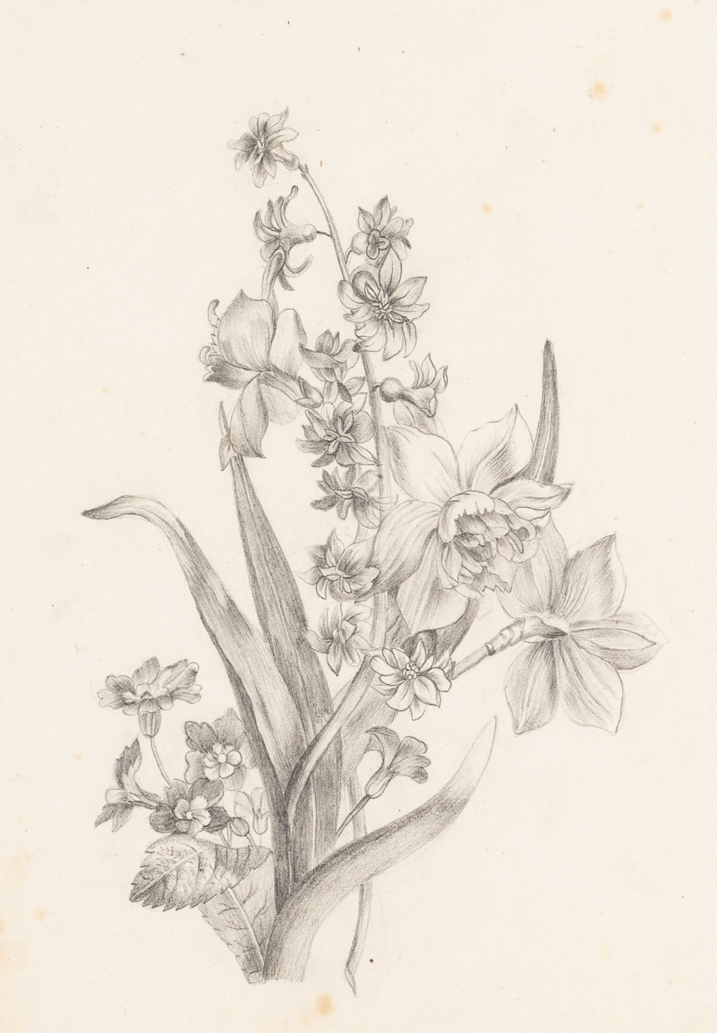 Blumenstudie in Graphit