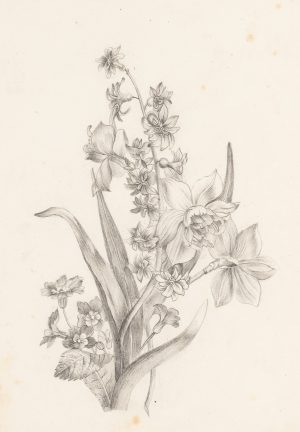 Blumenstudie in Graphit