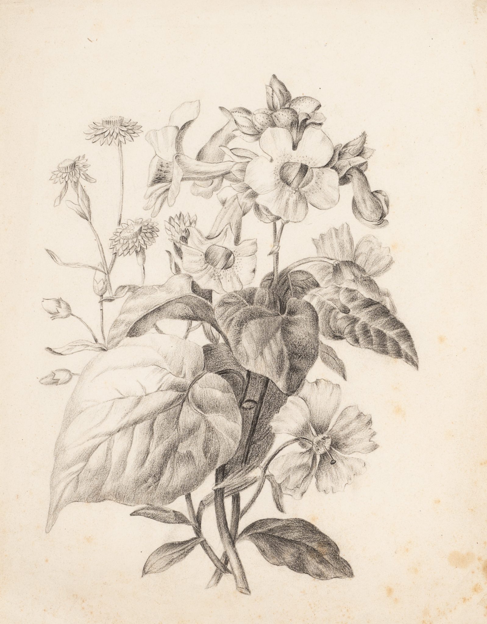 Botanische Blütendarstellung