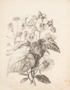 Botanische Blütendarstellung