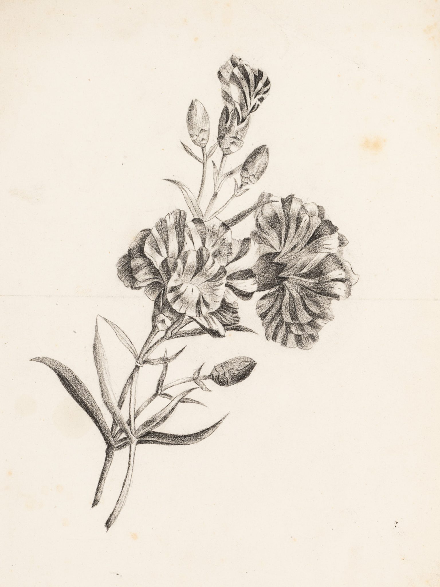Botanische Zeichnung Nelke