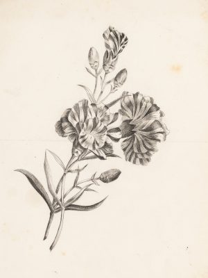 Botanische Zeichnung Nelke