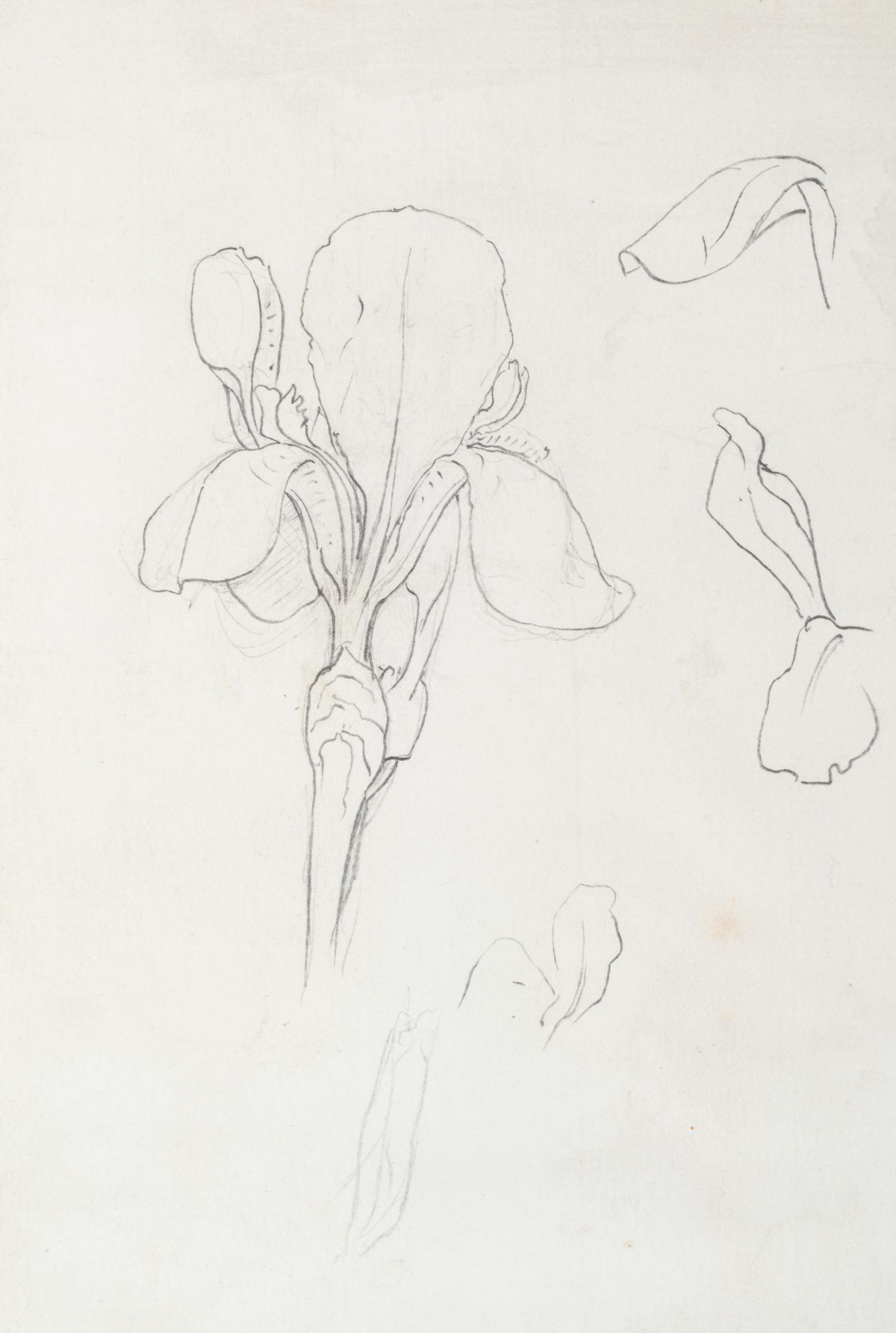 Blüte einer Iris. Botanische Darstellung