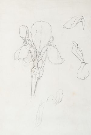 Blüte einer Iris. Botanische Darstellung