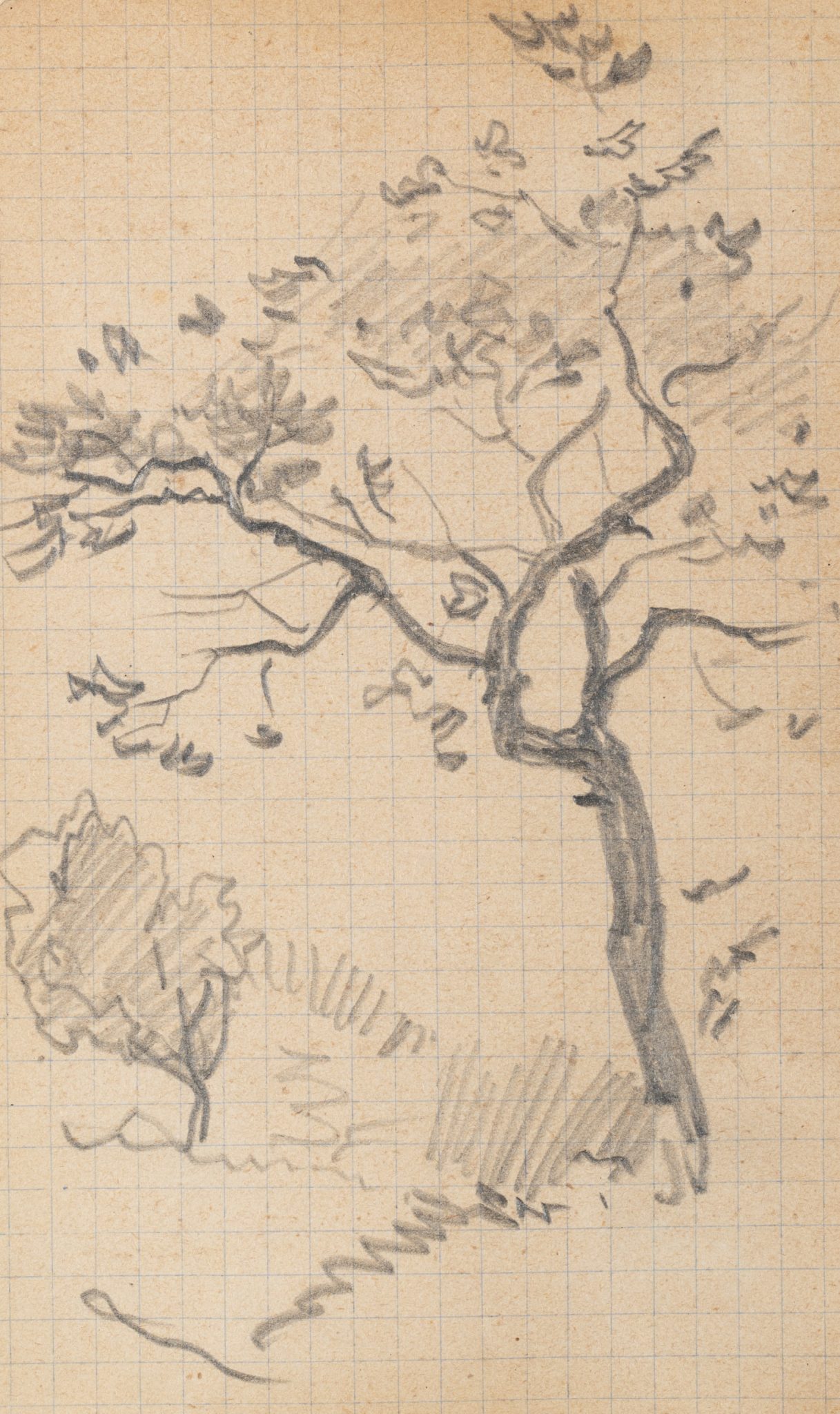 Baumstudie