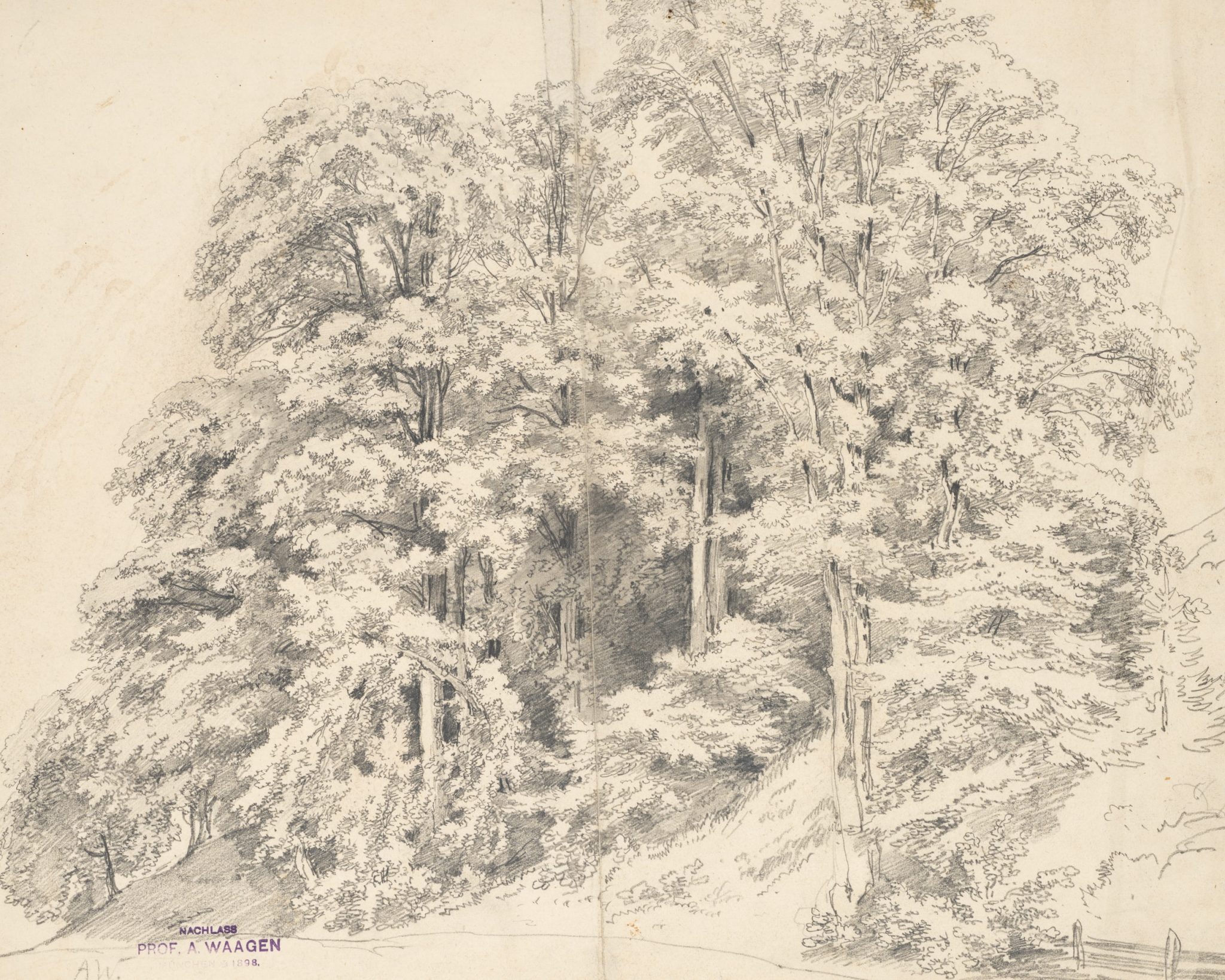Waldstudie. Waldstück mit hohen Bäumen