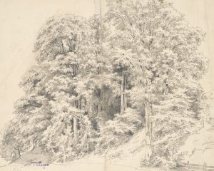 Waldstudie. Waldstück mit hohen Bäumen