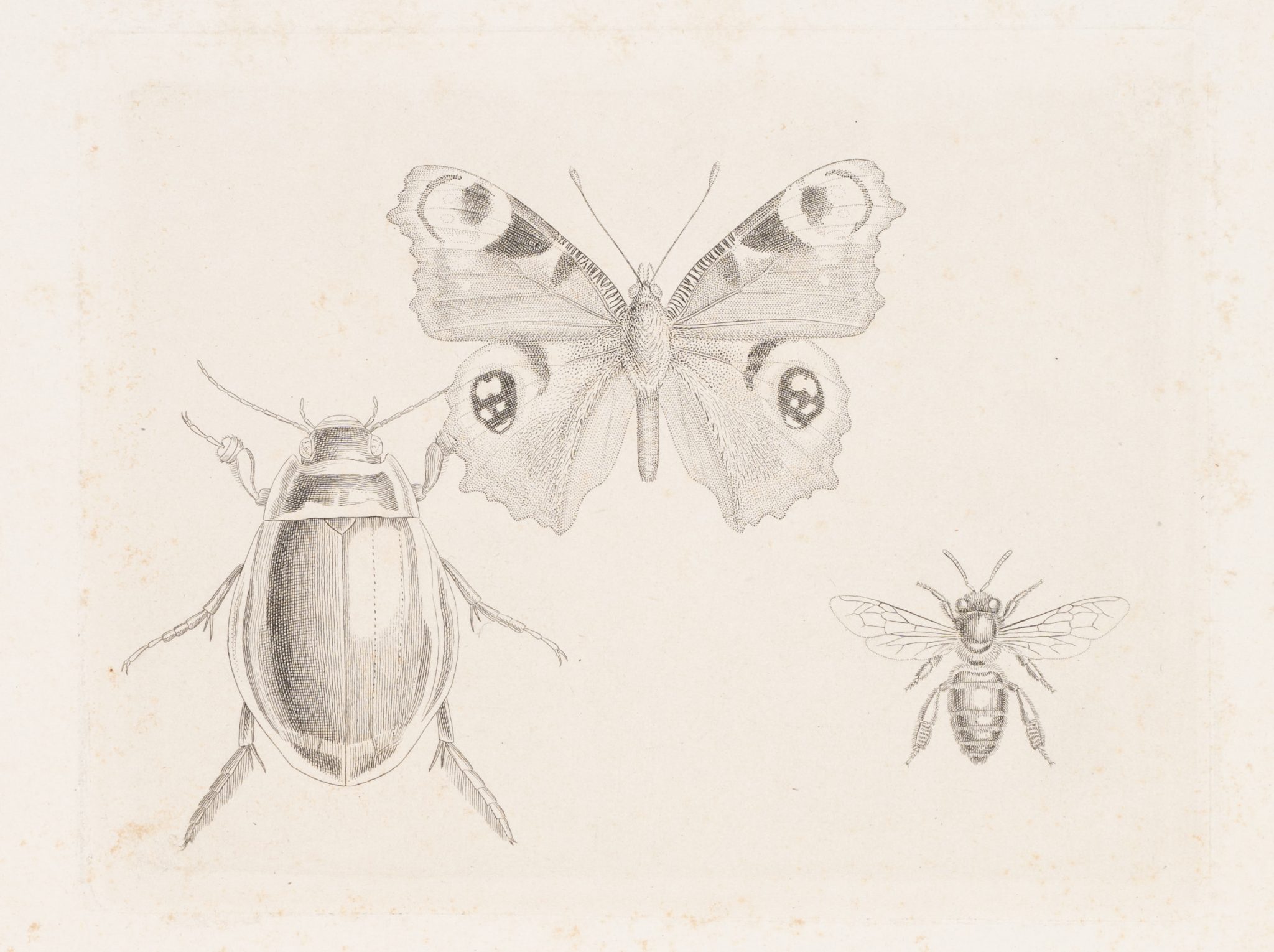 Insektenstudie mit Tagpfauenauge