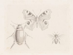 Insektenstudie mit Tagpfauenauge