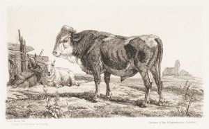 Rind in Landschaft