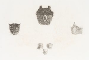 Tierische Porträts