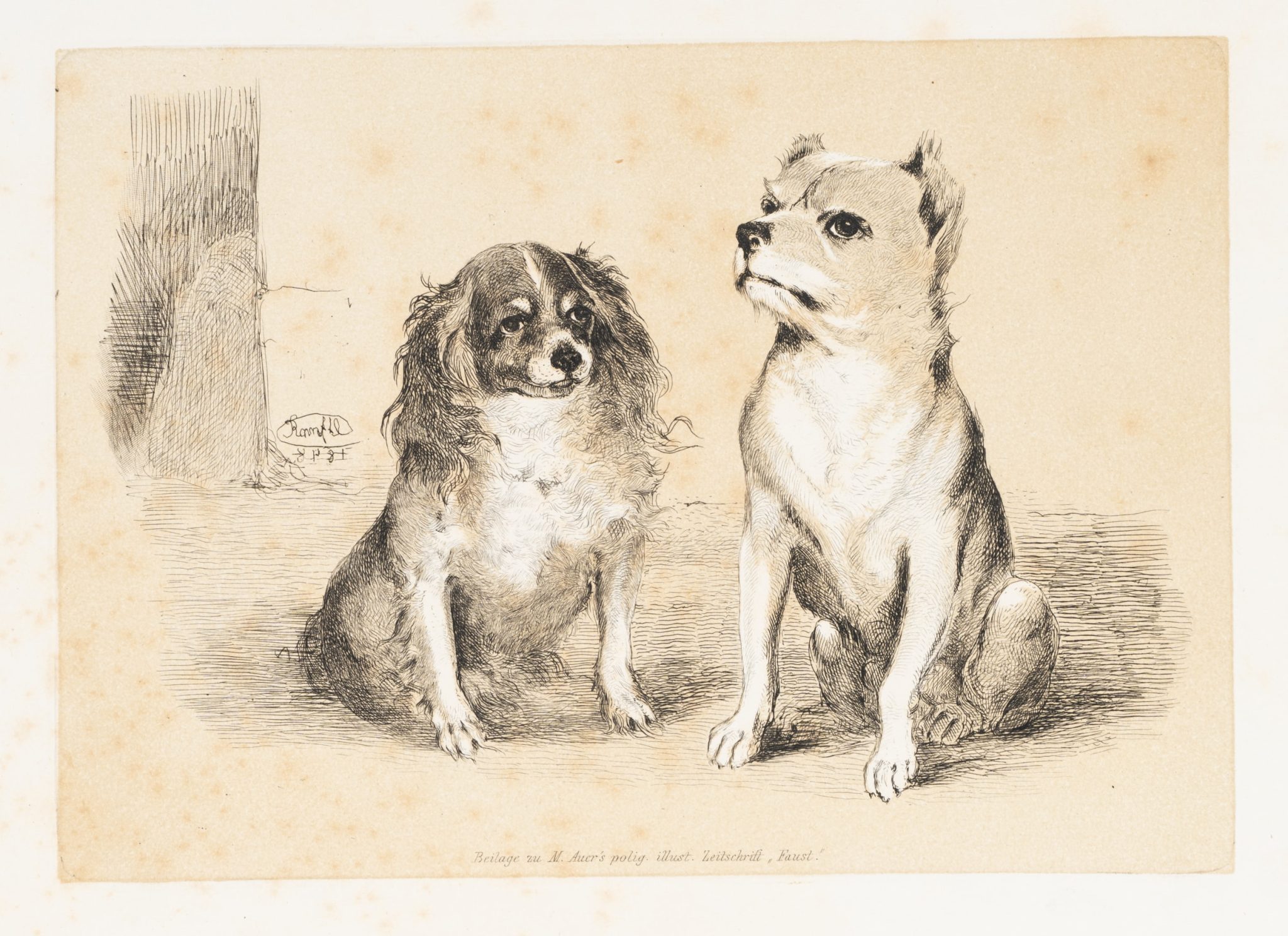Zwei kleine Hunde