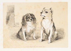 Zwei kleine Hunde