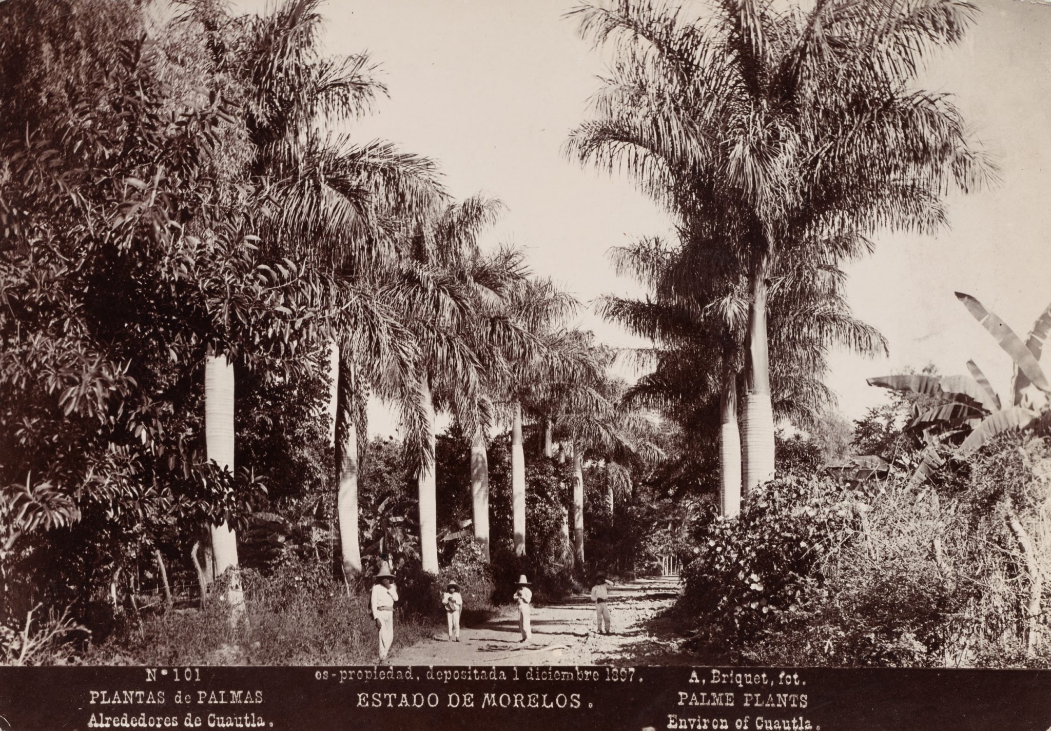 Palmenallee in Cuautla in Morelos, Mexiko