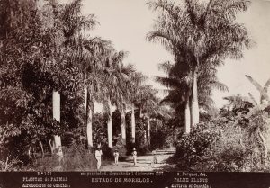 Palmenallee in Cuautla in Morelos, Mexiko