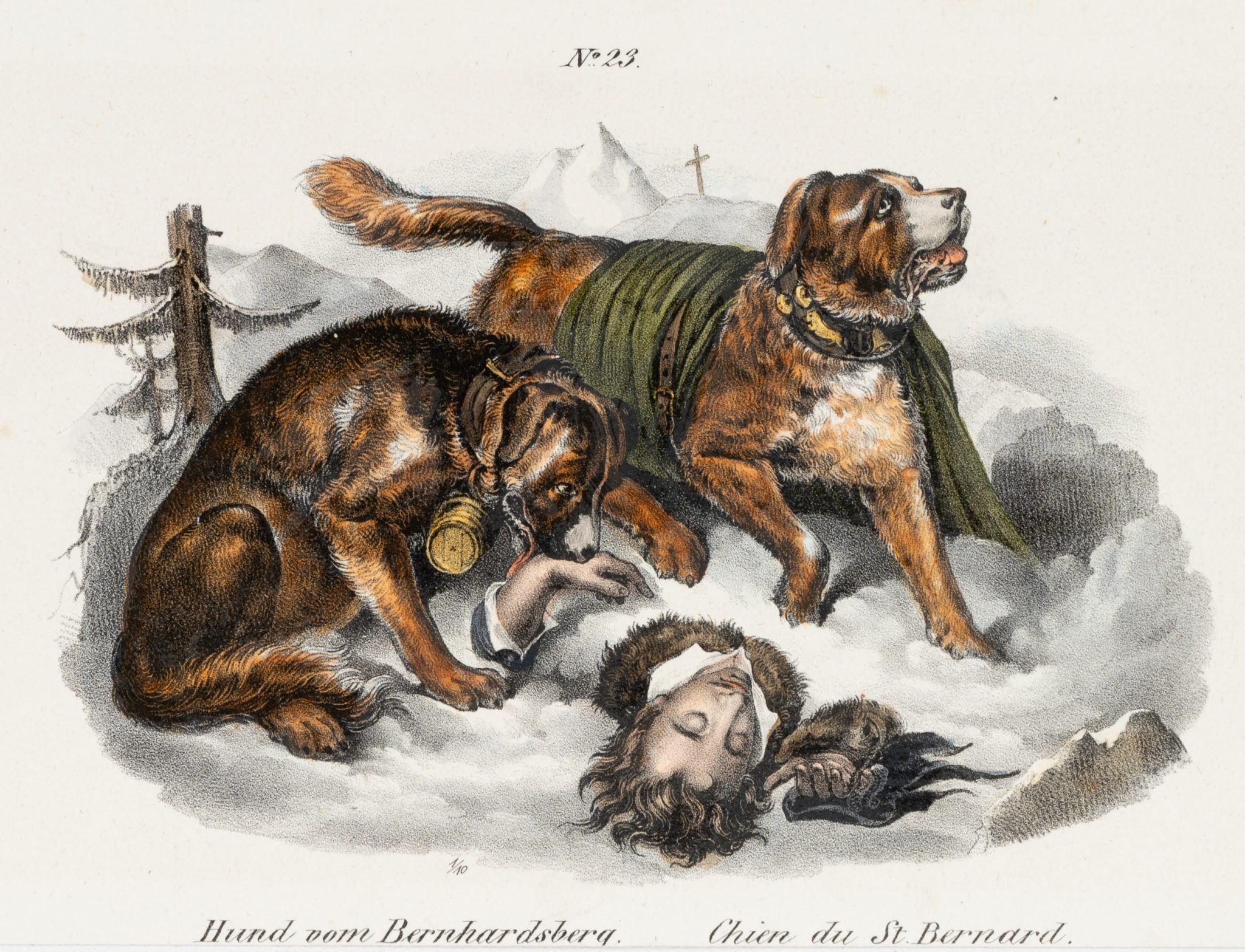 Bernhardiner-Rettungsmission