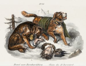 Bernhardiner-Rettungsmission