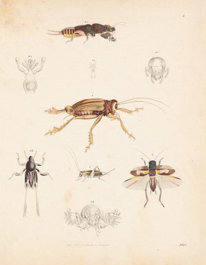 Verschiedene Grillen. Insektenstudie