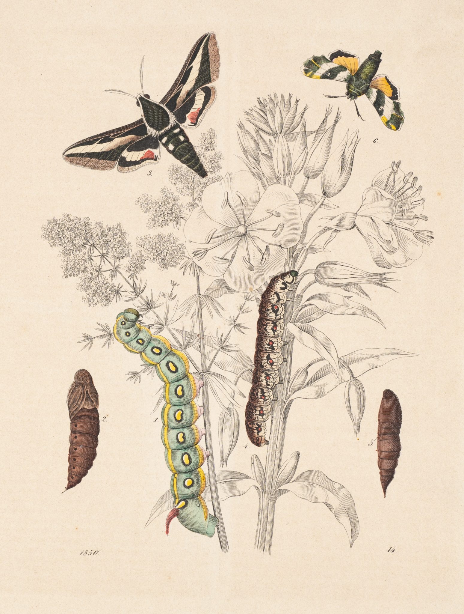 Metamorphose der Insekten