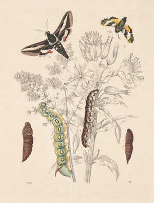 Metamorphose der Insekten