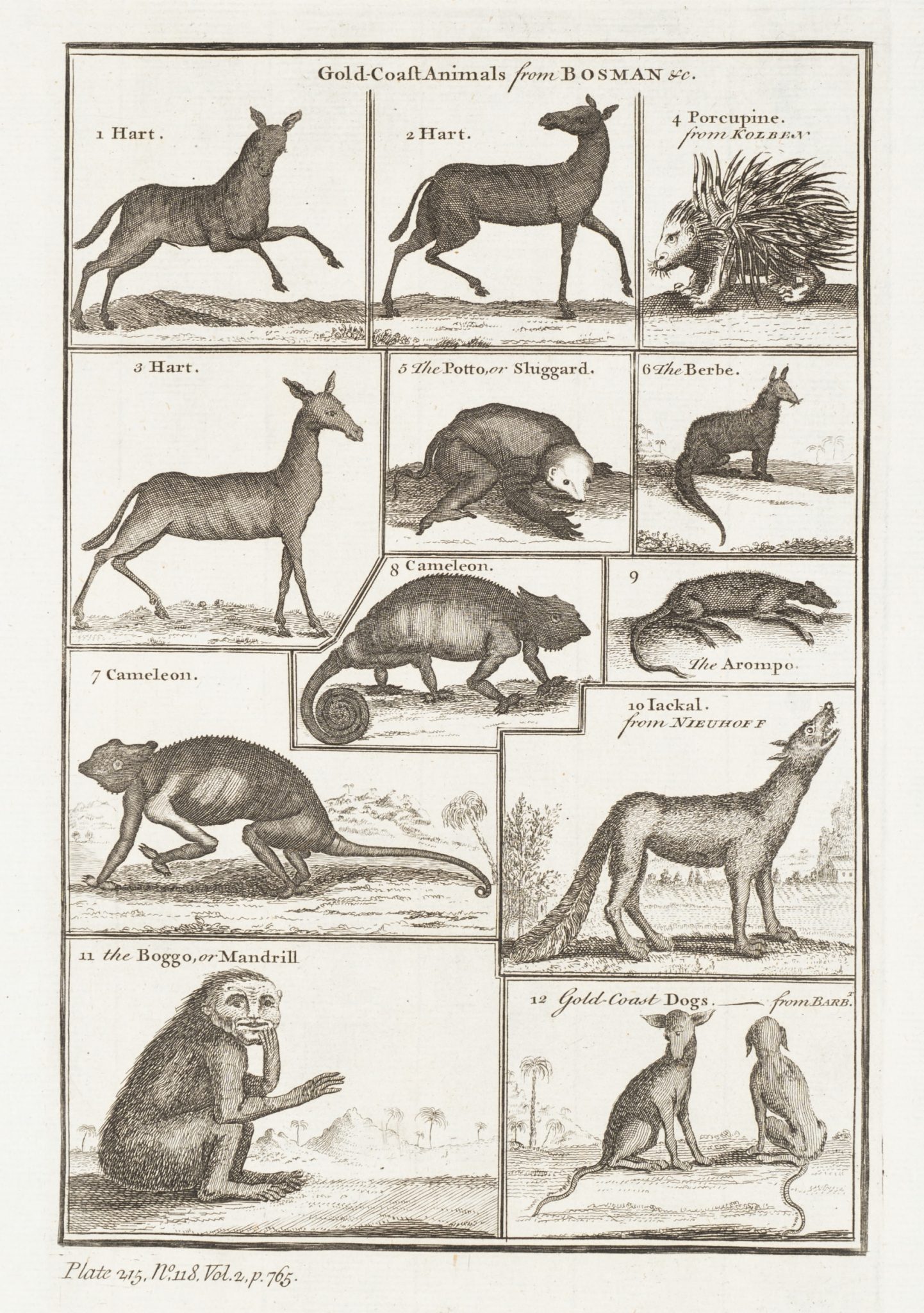 Tiere der Goldküste