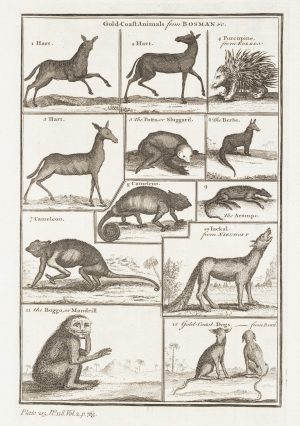 Tiere der Goldküste
