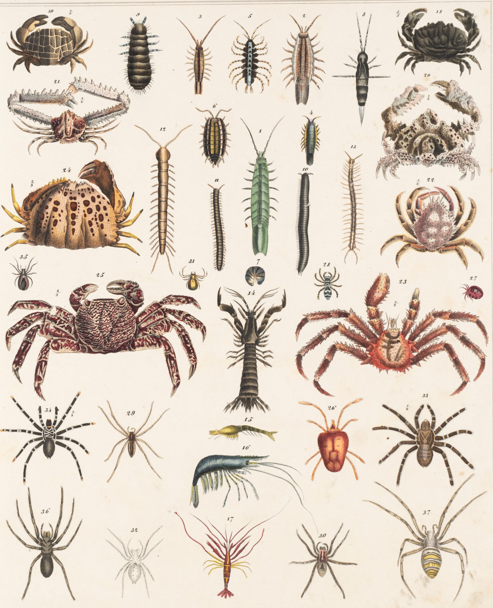Arthropoden-Illustration