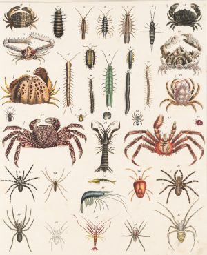 Arthropoden-Illustration