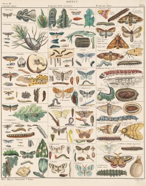 Motten und ihre Metamorphose
