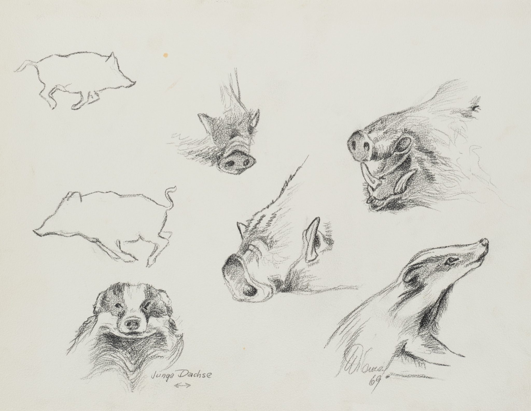 Studien von Tierporträts