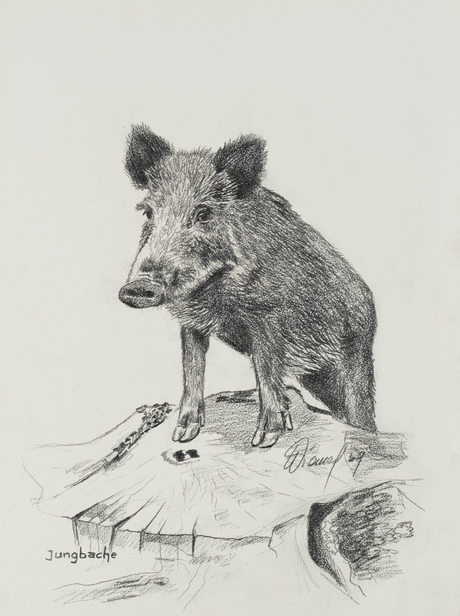 Wildschwein-Porträt
