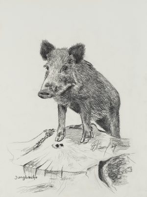 Wildschwein-Porträt
