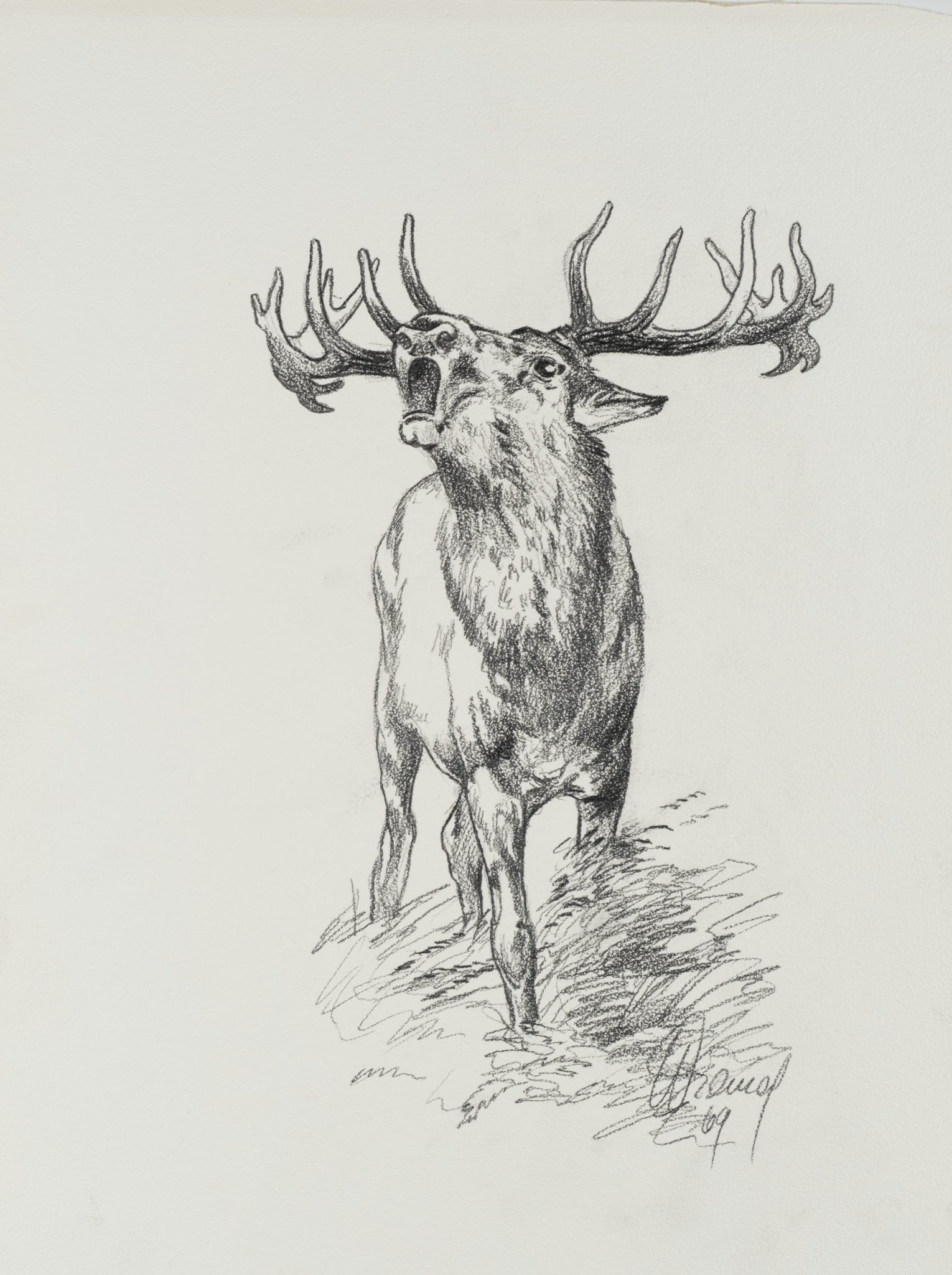 Majestätischer Hirsch