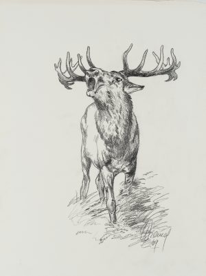 Majestätischer Hirsch