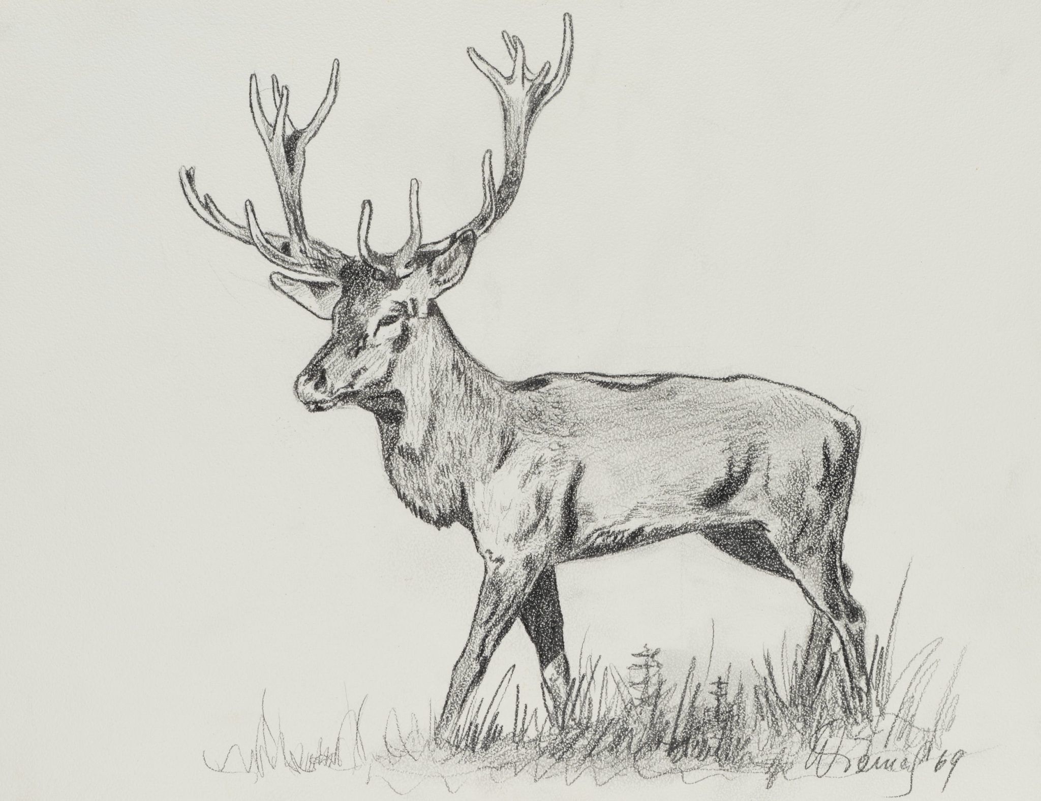 Majestätischer Hirsch
