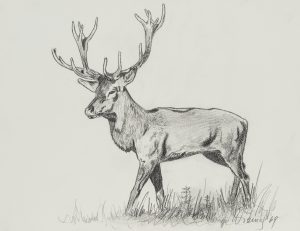 Majestätischer Hirsch