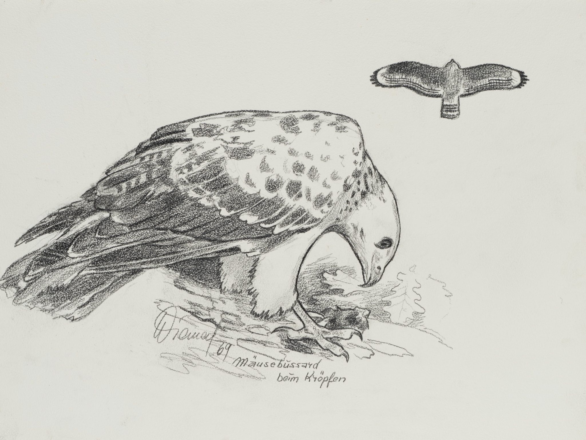Mäusebussard beim Kröpfen