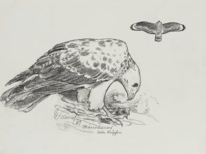 Mäusebussard beim Kröpfen