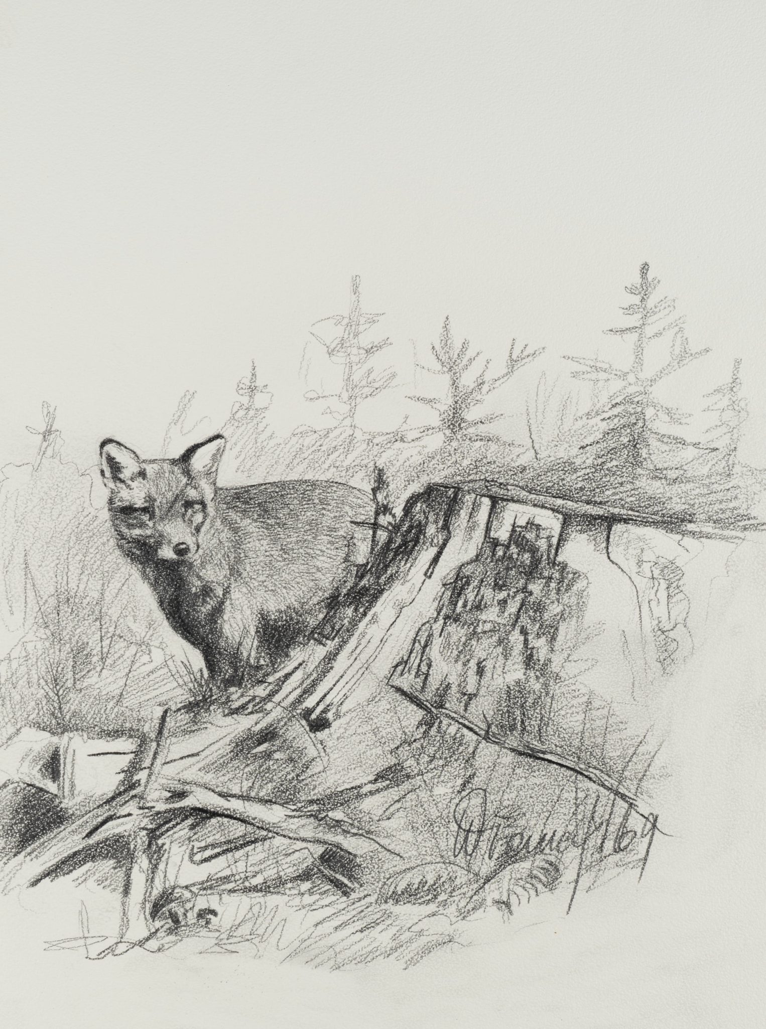 Fuchs im Wald