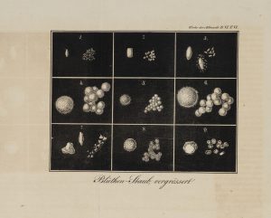 Vergrößerte Pollendiagramme