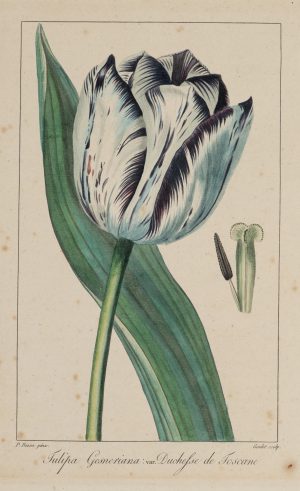 Botanische Tulpendarstellung