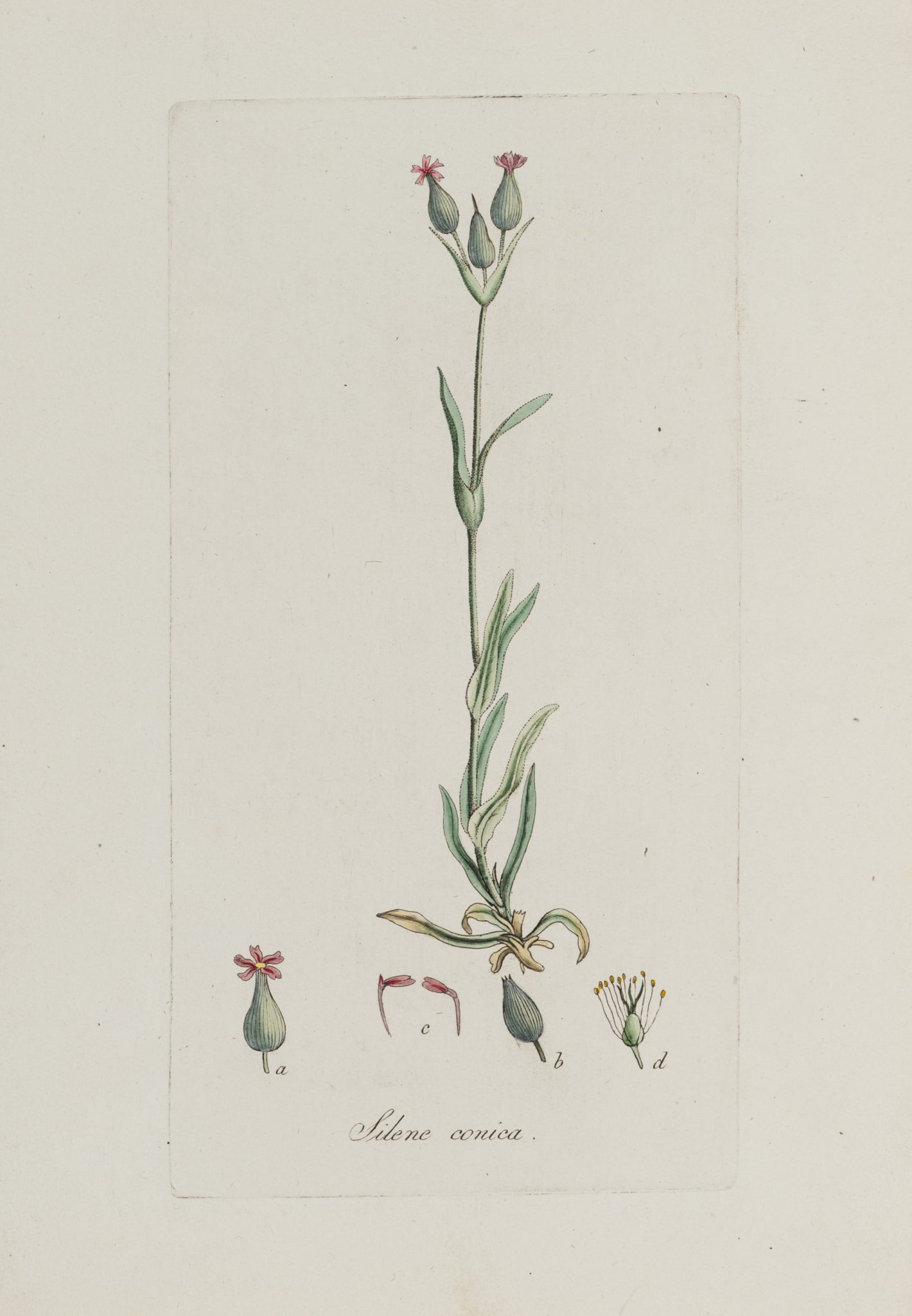 Botanische Studie. Silene Conica