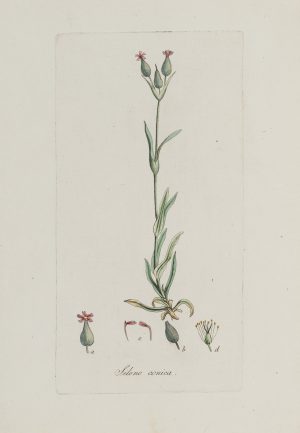 Botanische Studie. Silene Conica