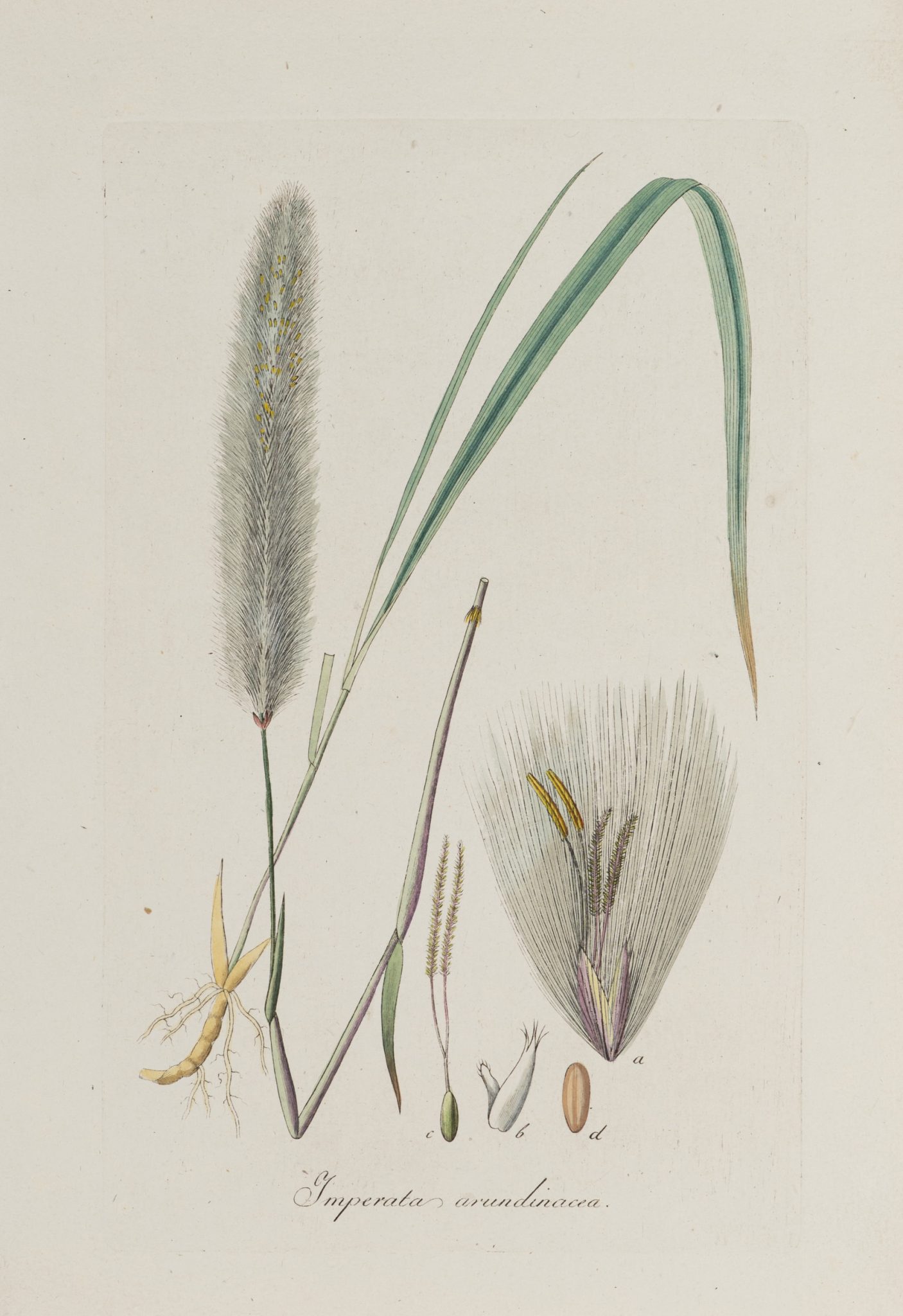 Botanische Darstellung de Silberhaargrases