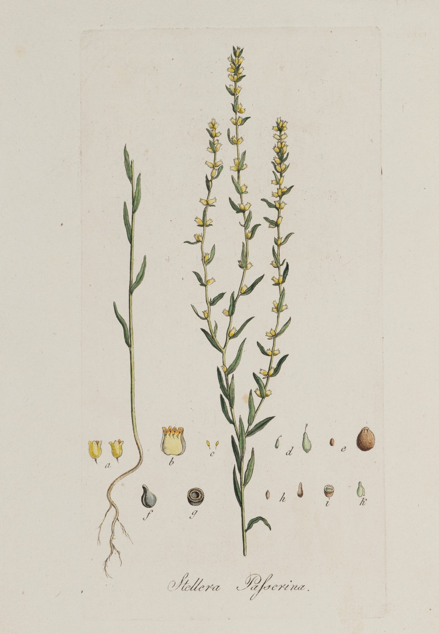 Botanische Illustration der Spatzenzunge
