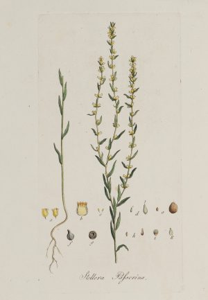 Botanische Illustration der Spatzenzunge