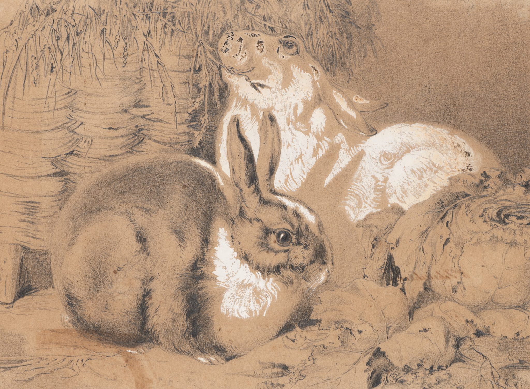 Zwei Kaninchen