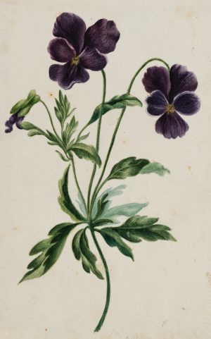 Dunkelviolette Stiefmütterchen