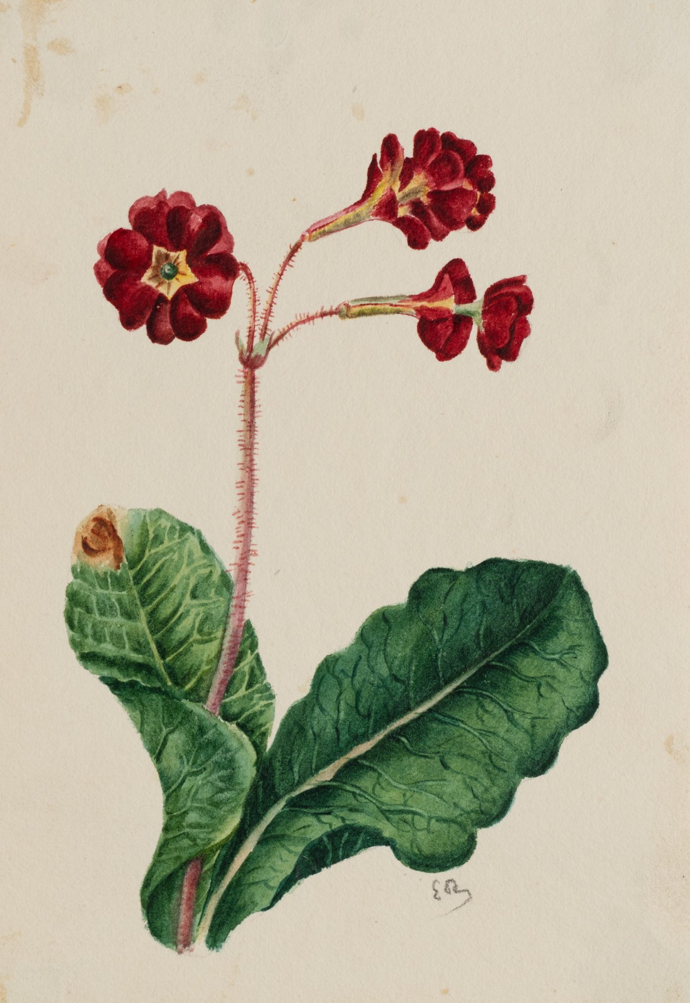 Botanische Blumenstudie