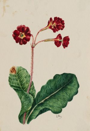 Botanische Blumenstudie